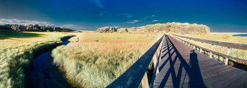 Color infrared panorama of Boardwalk on Nauset Bike Trail, Eastham