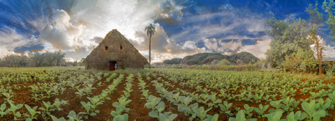 Color infrared panoramic photo of Tobacco Field & Barn, Viñales, Cuba