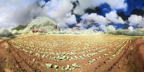 Color infrared panoramic photo of Farm House, Tobacco Field and Hill, Viñales, Cuba
