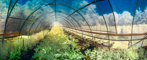 Color infrared panorama of Greenhouse at Sabatia Flower Farm, Barnstable