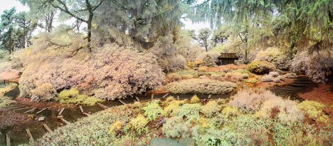 Color infrared panorama of Mytoi Japanese Garden, Martha’s Vineyard