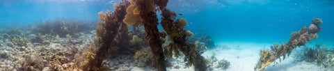 Underwater panorama of Radio Tower Ruins, Grecian Rocks, Key Largo
