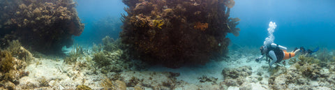 Underwater panorama of North North Dry Rock, Key Largo