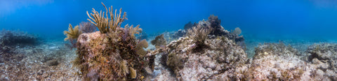 Underwater panorama of Anchor Chain Reef, Elbow Reef, Key Largo